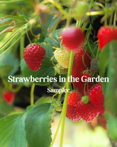 Strawberries in the Garden Sampler at Indigo Perfumery