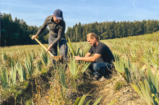 The World’s Most Potent Iris Fragrances: Discover the World of Danner & Flemming