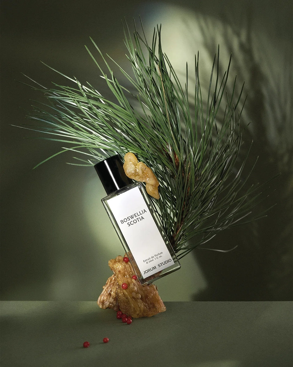 Boswellia Scotia at Indigo 