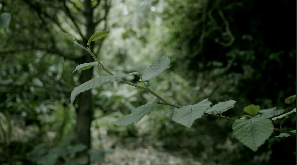 Forest sounds in the Liis forest Indigo Perfumery