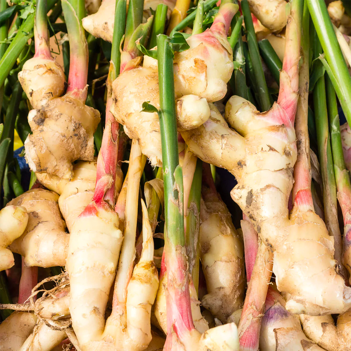 Giginger Ingenious Ginger – Indigo Perfumery