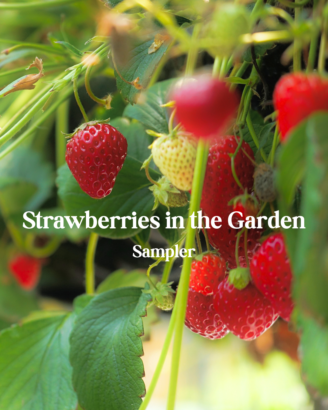 Strawberries in the Garden Sampler at Indigo Perfumery