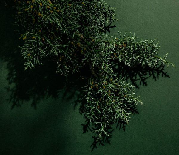 Green Cedar by Abel | Indigo Perfumery