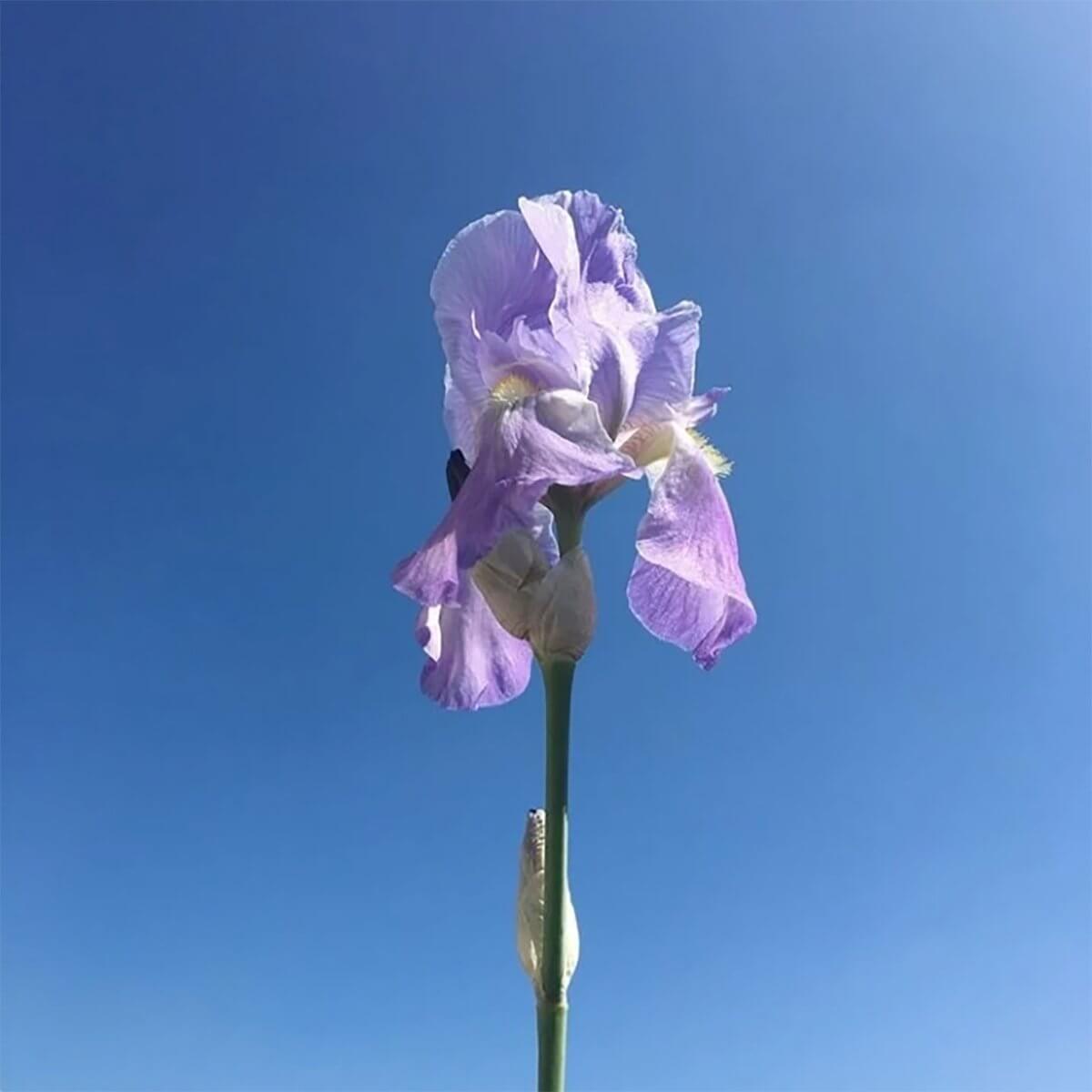 Iris (Orris) for Bukhara